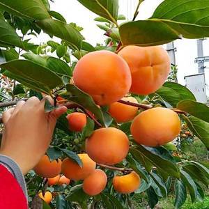 日本脆柿子树