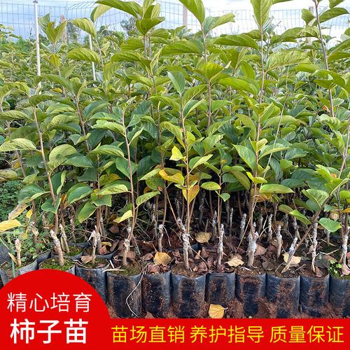 特大磨盘柿子树苗果树苗火晶柿子树苗南北方庭院地栽种植嫁接苗