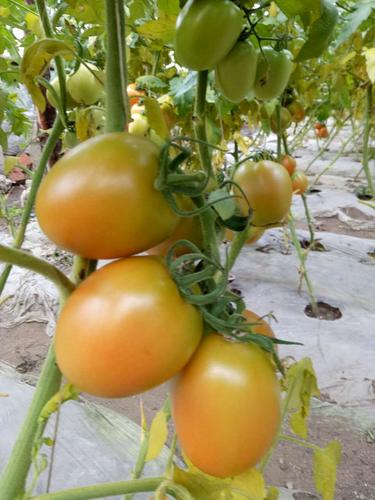 黑龙江密山棚室蔬菜种植基地 新鲜原生态黄色柿子货源解析